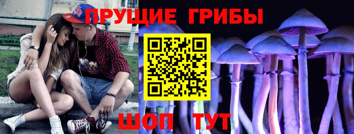 Псилоцибиновые грибы Cubensis Гатчина
